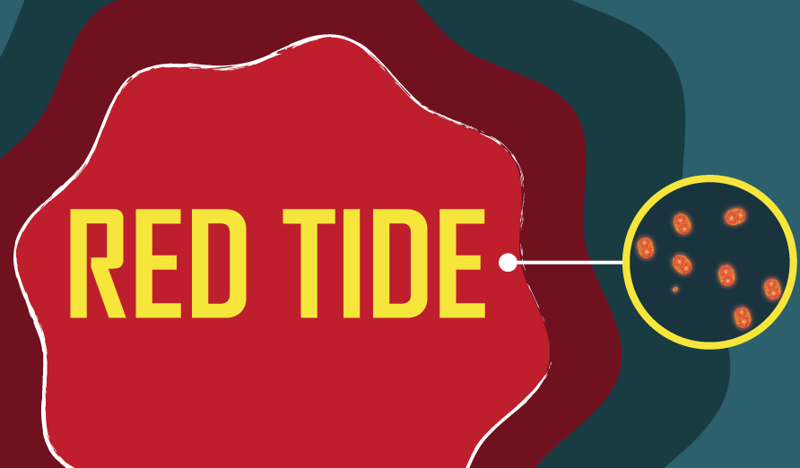 Regional harmful algal bloom forecasts available for coastal community, public health managers.