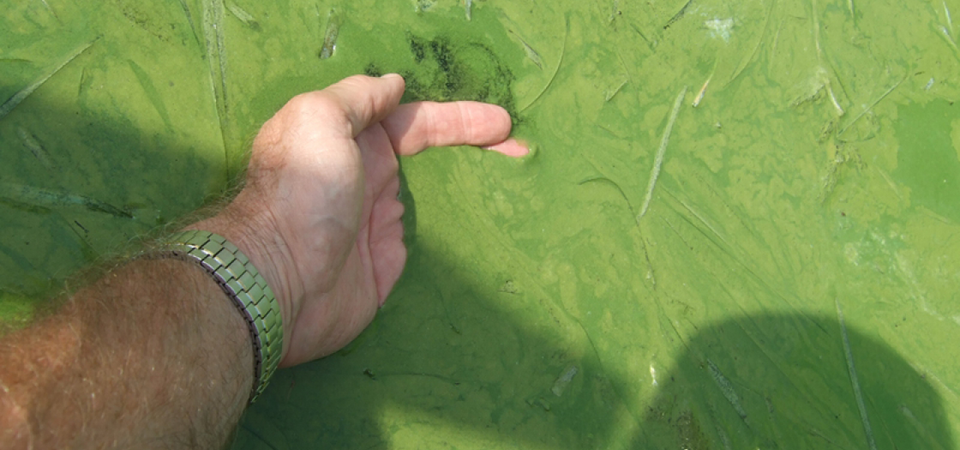 A man scoops up thick, green scum from a harmful algal bloom in Lake Erie. (Justin Chaffin, Ohio Sea Grant)
